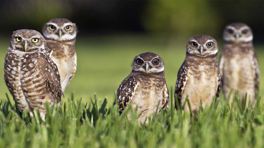 Birds and farming in South Africa