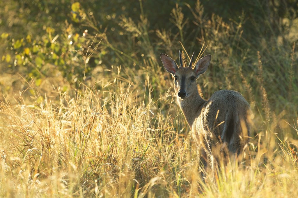 Conservancies in South Africa