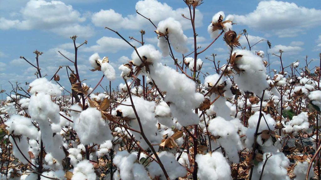 Cotton farming in South Africa