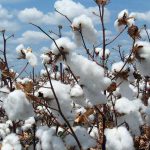 Cotton farming in South Africa