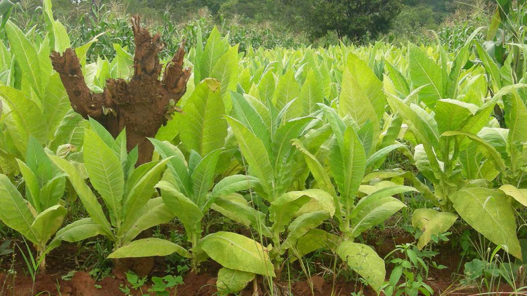 Tobacco and smoking in South Africa