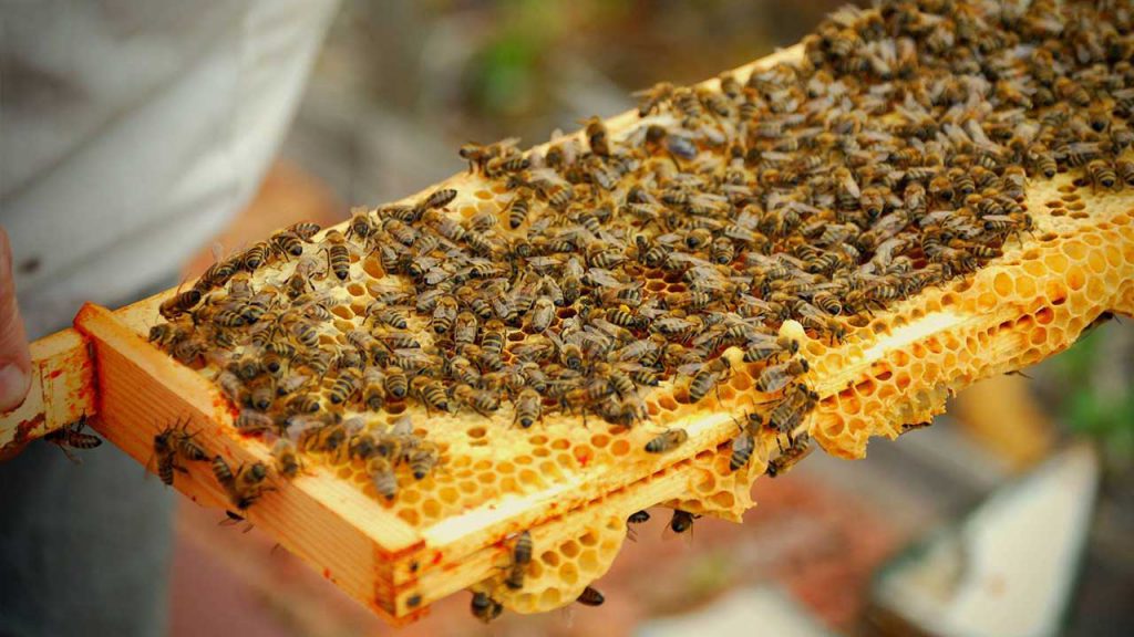 Beekeeping in South Africa