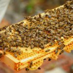 Beekeeping