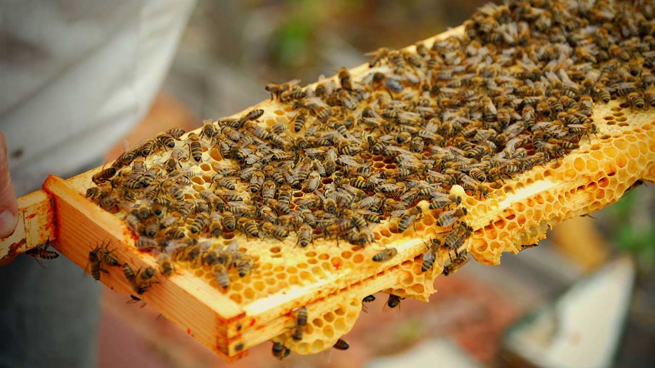 Beekeeping in South Africa