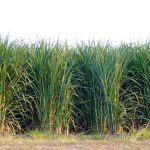 Sugarcane farming in South Africa