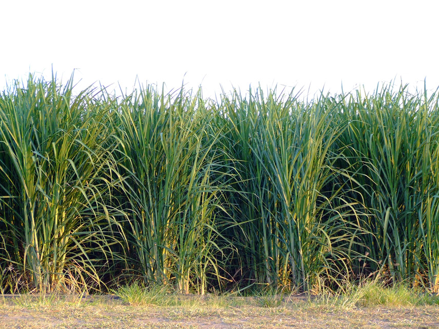 Sugarcane farming in South Africa