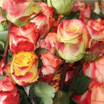 Cut flowers