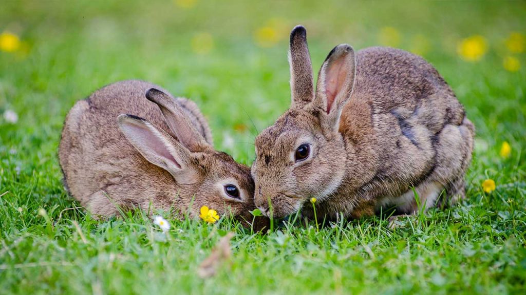 rabbit farming in south africa