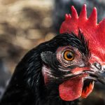 Poultry and chicken farming in South Africa
