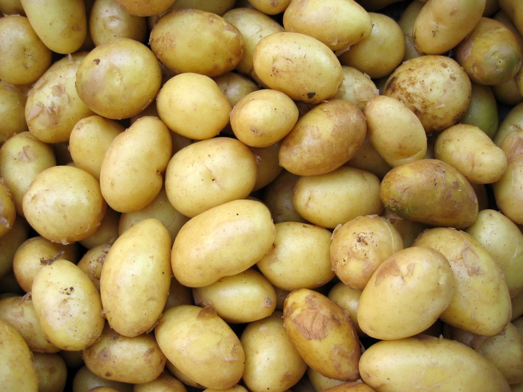 Farming potatoes in South Africa