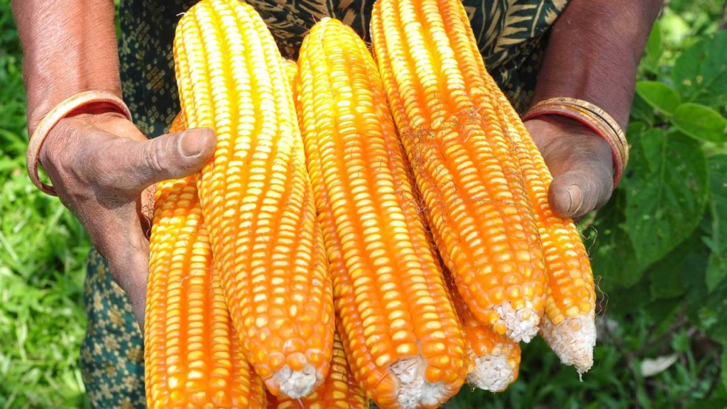 Maize (corn) farming in South Africa