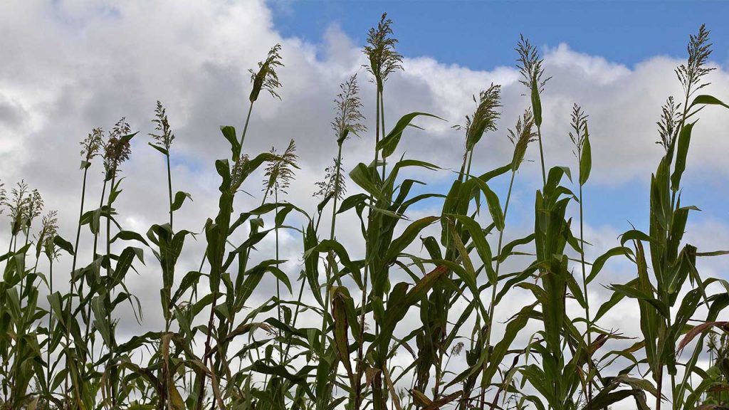 Sorghum in South Africa