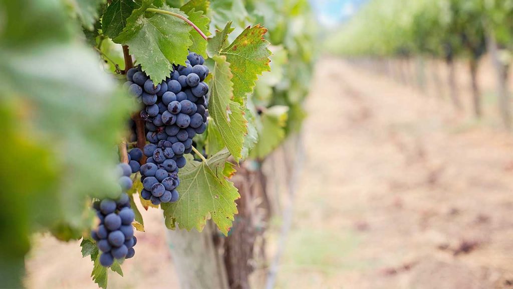 Table grape farming in South Africa