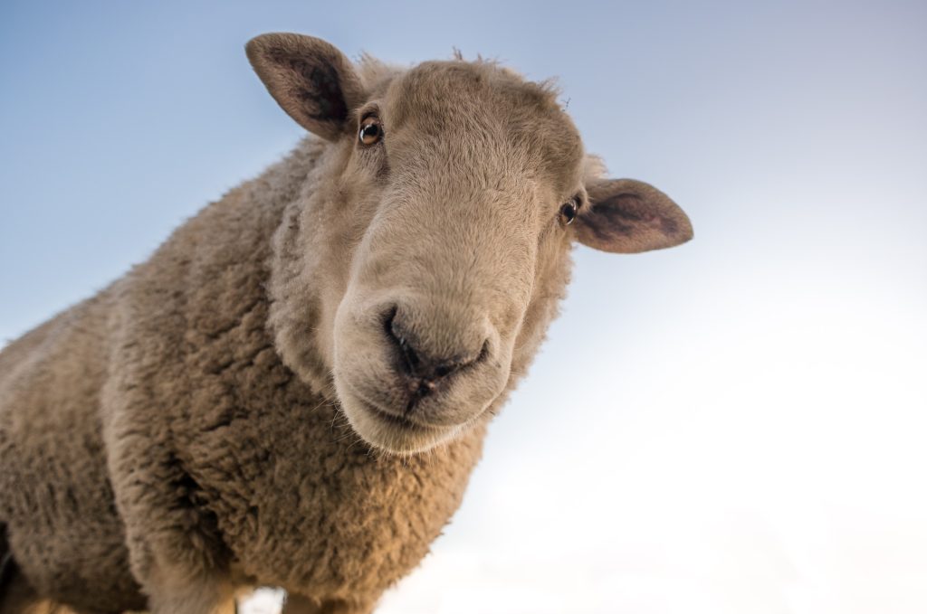 Sheep farming in South Africa