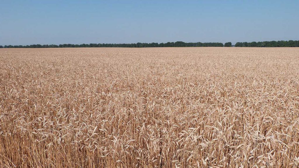 wheat farming in South Africa