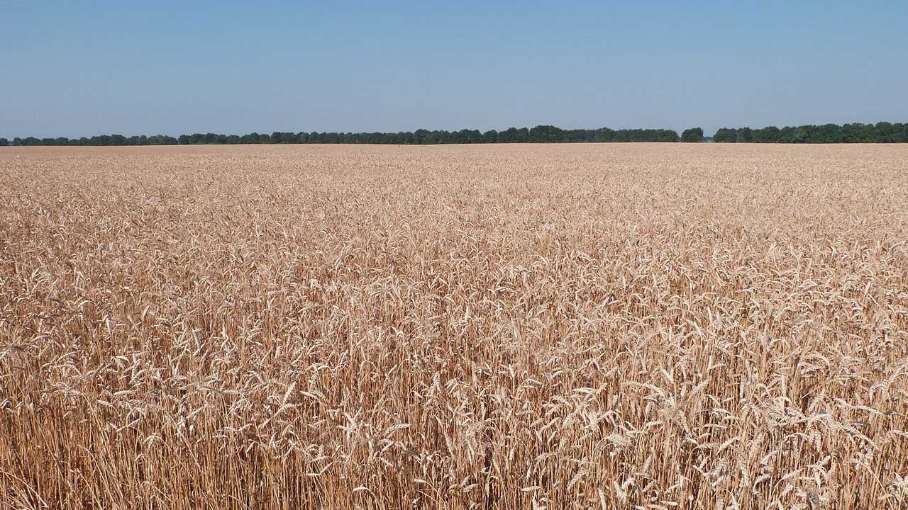 wheat farming in South Africa