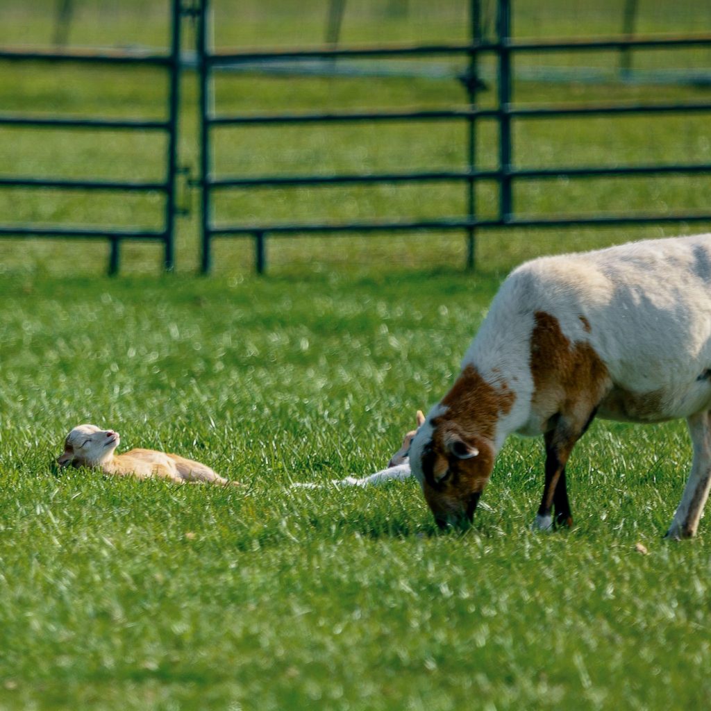 Fodder crops and pastures in South Africa