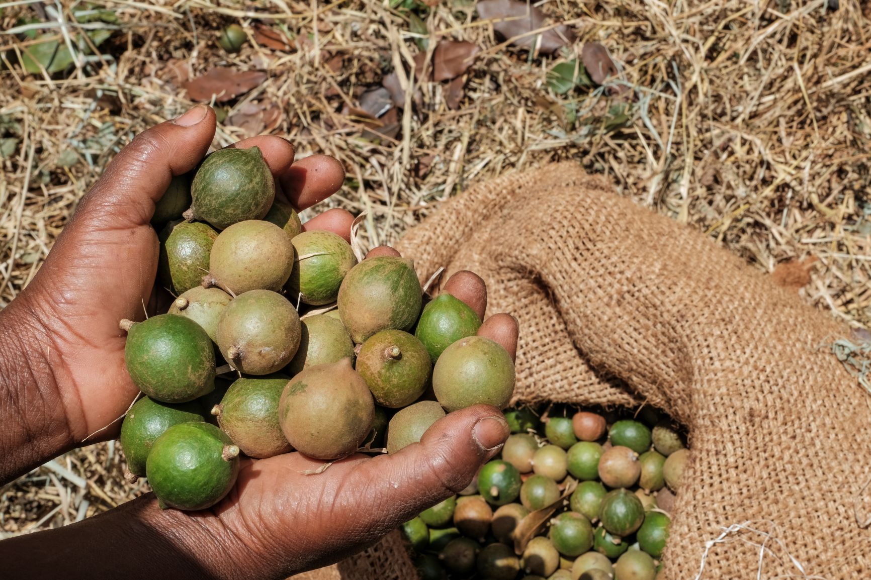 Macadamias vital to development in emerging market Agribook Digital