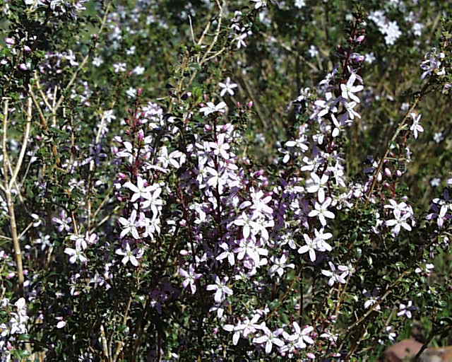 Indigenous medicinal plants South Africa