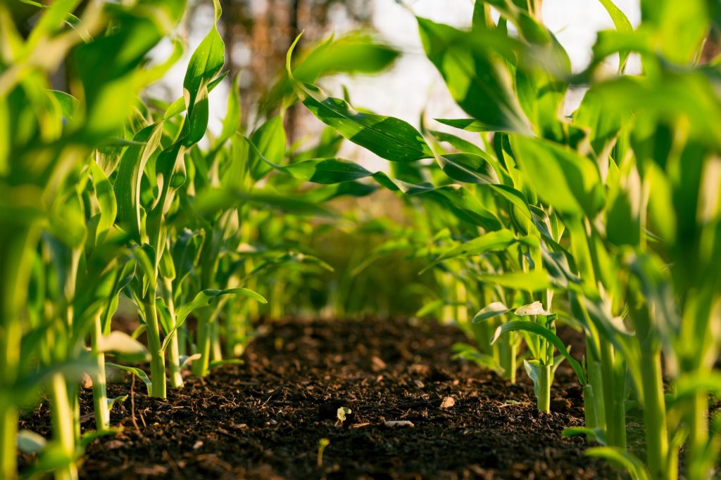 Small scale farmer support in South Africa