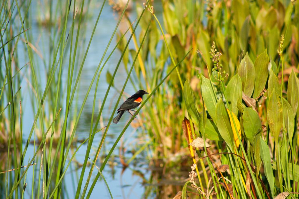 Wetlands